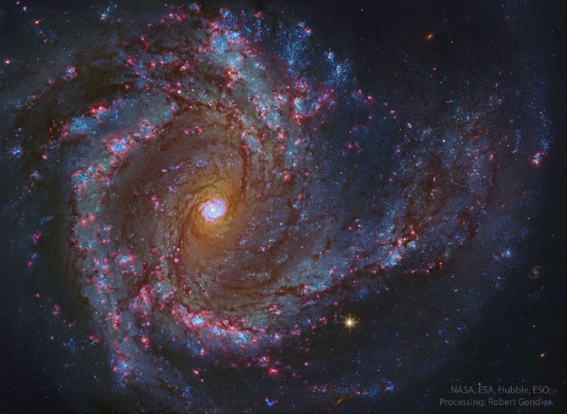 In the Center of Spiral Galaxy M61هل توجد مجرة حلزونية في مركز هذه المجرة الحلزونية؟ نوعًا ما. تستخدم صورة مستمدة من تلسكوب هابل ومرصد الجنوب الأوروبي وتلسكوبات أصغر على الأرض لتقديم تفاصيل مجرة مسيير 61 (M61) المعروفة أيضًا باسم NGC 4303، والتي تبعد 55 مليون سنة ضوئية في عنقود العذراء. تُعتبر M61 مثالًا على مجرة حلزونية ذات شريط، مماثلة لمجرتنا درب التبانة. تحتوي على أذرع حلزونية واسعة، ومسارات غبار كوني، ومناطق تكوين نجوم وردية، ومجموعات من النجوم الزرقاء الشابة. في مركزها، يوجد ثقب أسود هائل نشط محاط بحلقة نووية ساطعة من الغاز المتكون من النجوم، مما يعطي انطباعًا عن كونها مجرة حلزونية منفصلة.