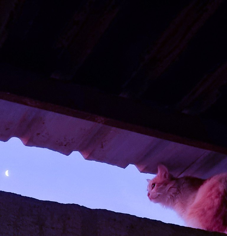 أُقَلِّبُ طَرفي في السَماءِ لَعَلَّهُيُوافِقُ طَرفي طَرفَها حينَ تَنظُرُ