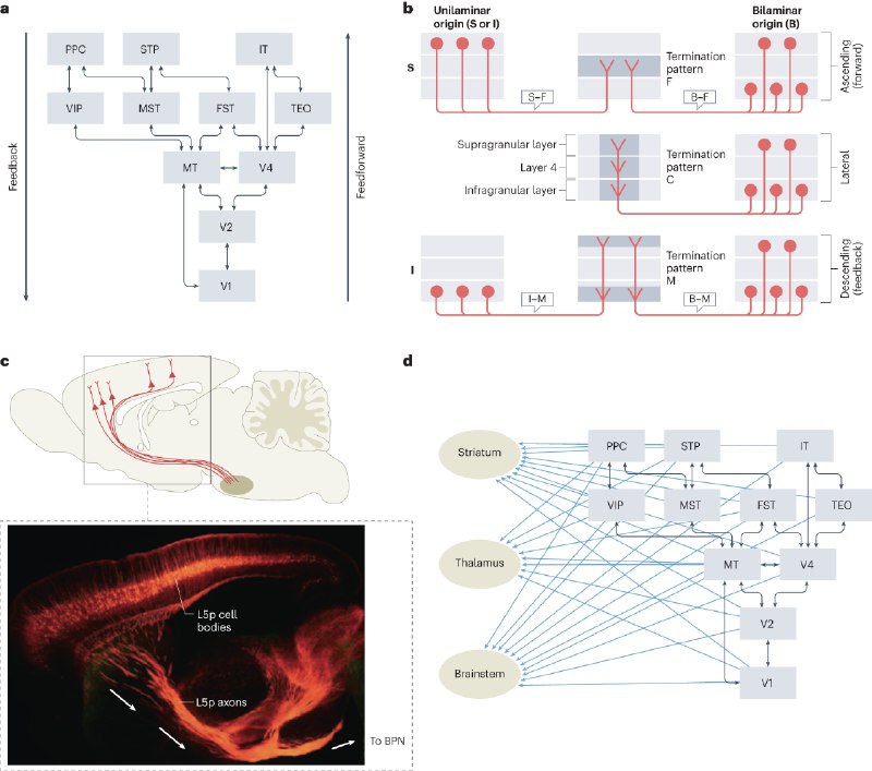 How deep is the brain? The shallow brain hypothesis